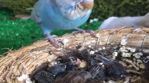 adorable baby birds