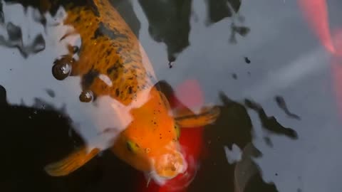 Koi Fish in Pond
