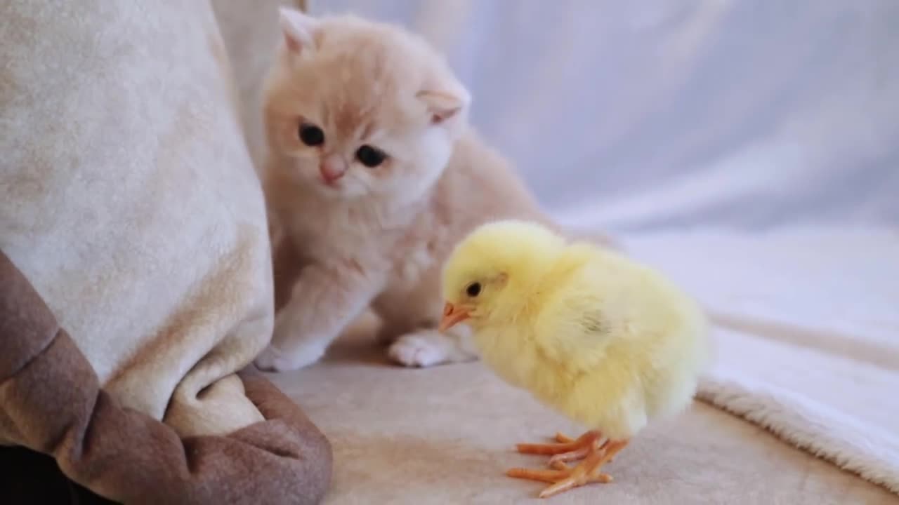 Baby Chicken Plays With Adorable Kitten