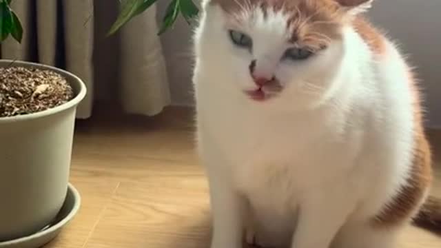 Best Funny Cat Copying Emoji