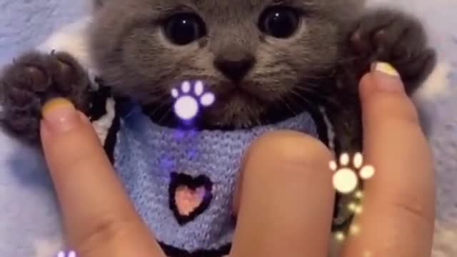 So cute KITTY🐱🐱cute overload🐈🐈