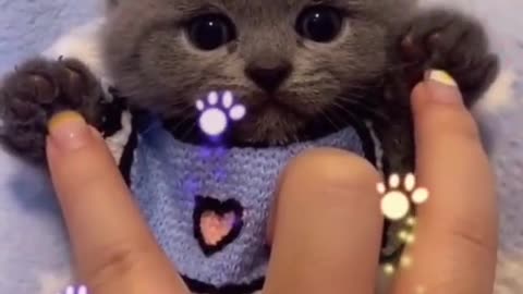 So cute KITTY🐱🐱cute overload🐈🐈