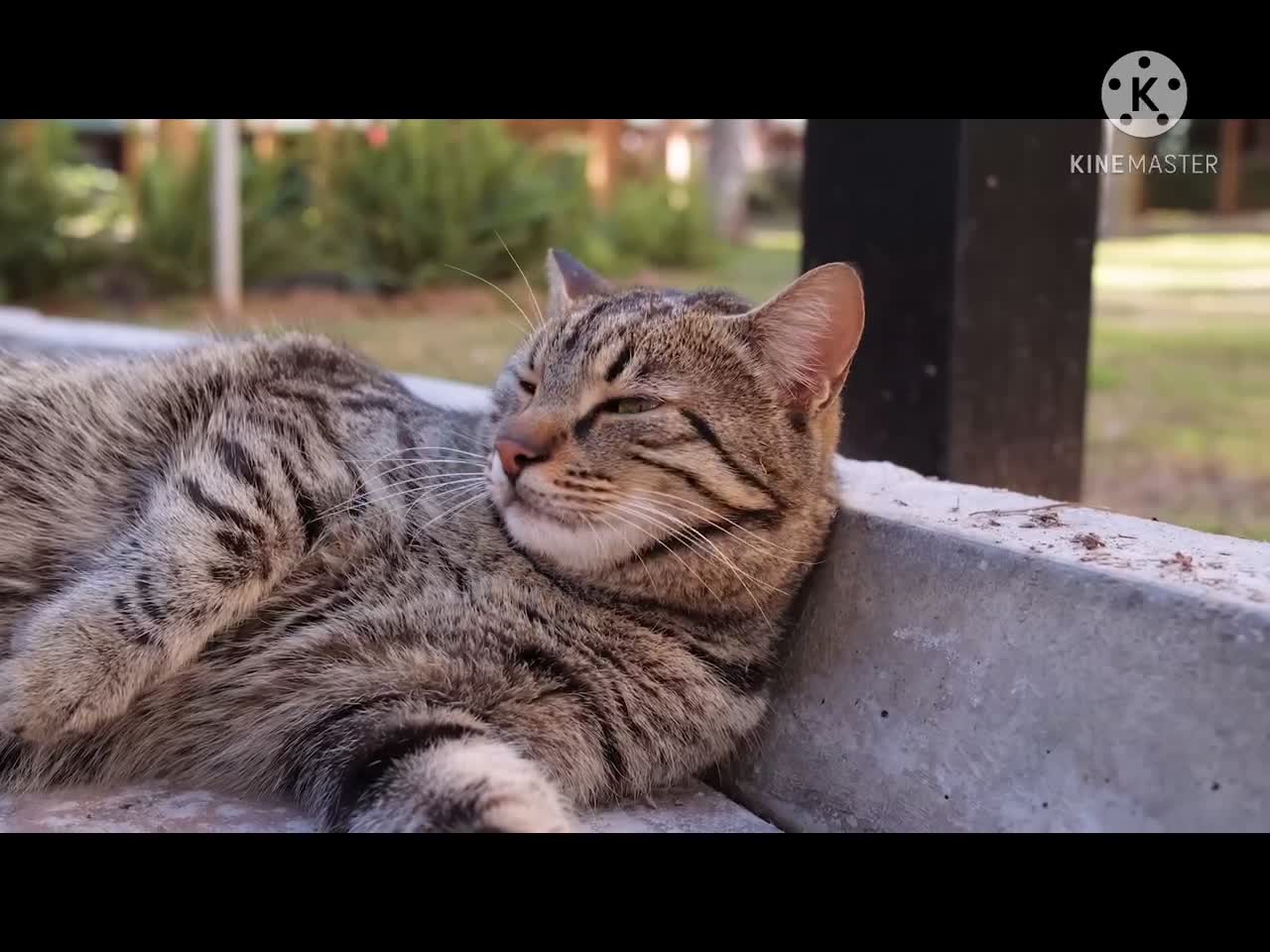 A cat lays down and has a rest