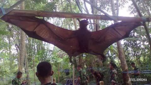 LARGEST BATS IN THE WORLD