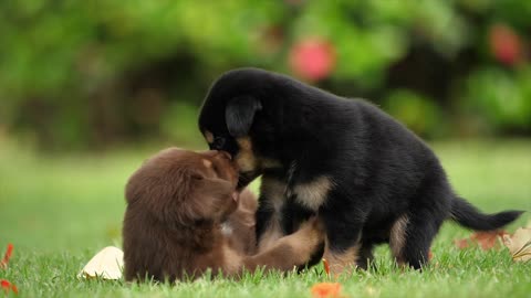 Beautiful dog playing / Beautiful dog playing