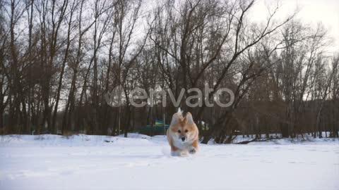 my dog running