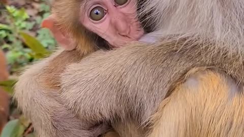 Monkey videos | Cute Baby Monkey | Monkey Dance
