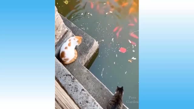 dogs and cats gone wild house pets in crazy situations