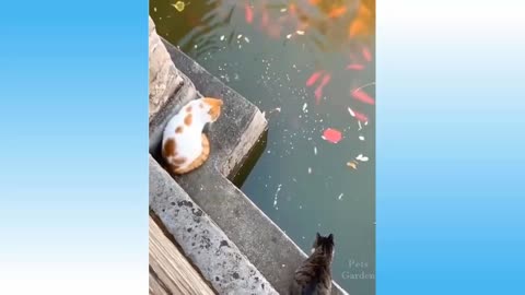 dogs and cats gone wild house pets in crazy situations