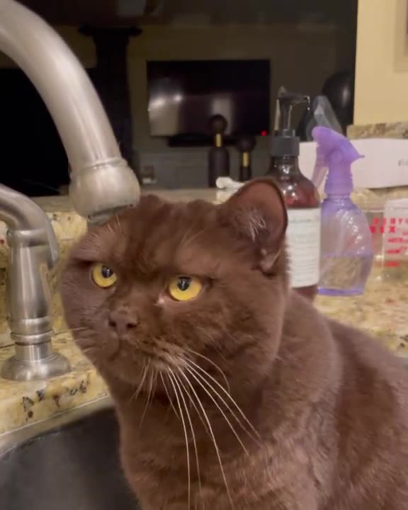Cat fascinated by a drop of water 😊