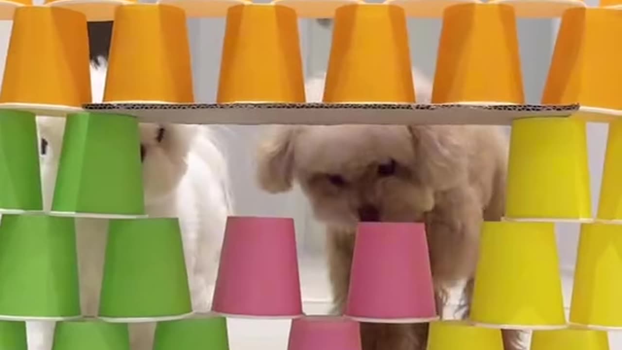Funny dogs