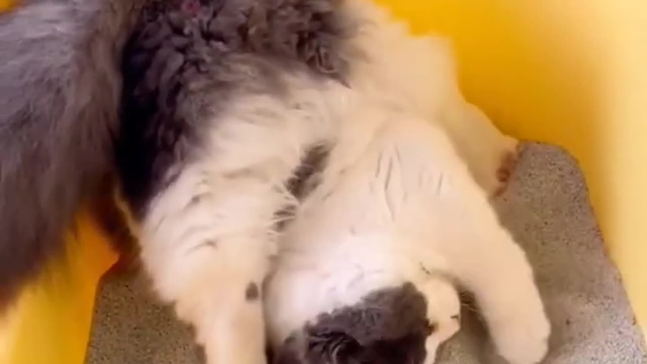 Animal Funny Video cat and dog funny video try not to laugh