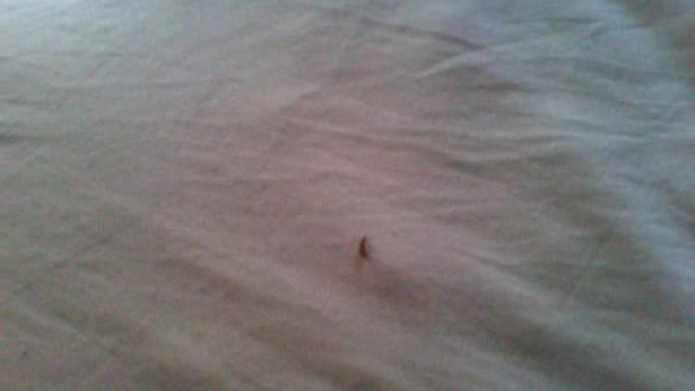 this worm i found in my bed