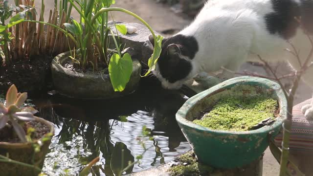 cute kitten drinking water video