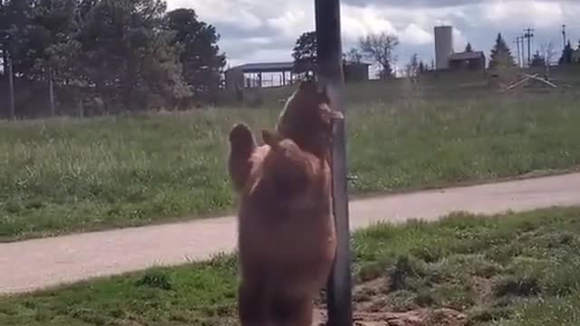 Bear Dance Challenge