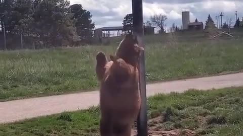 Bear Dance Challenge