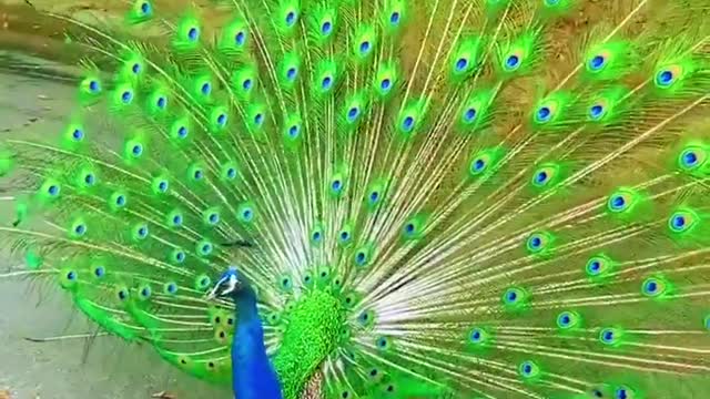 There are many beautiful peacocks in the world that will make your eyes widen#atsvlog