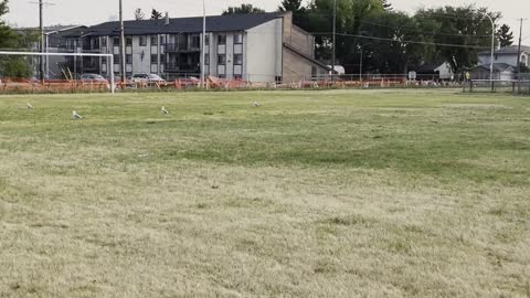 Seagulls & magpies in football ground