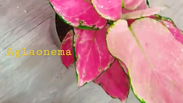 Aglaonema pink star