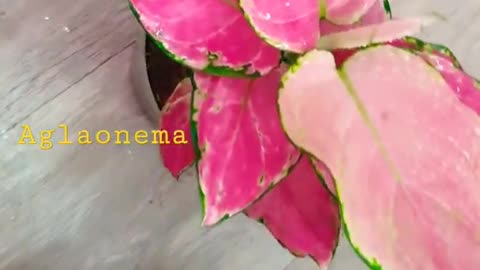 Aglaonema pink star