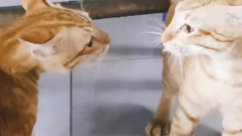 Cat fighting