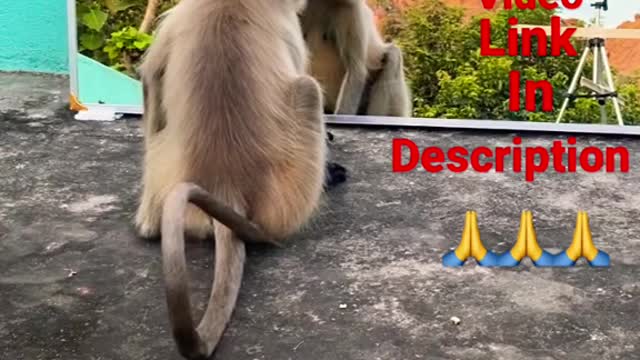 Mirror Prank for Monkey Hilarious Reaction | very funny video try not to laugh #munger #shorts