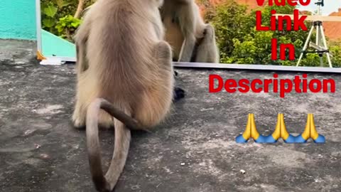 Mirror Prank for Monkey Hilarious Reaction | very funny video try not to laugh #munger #shorts
