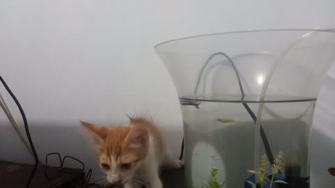 kucing dan ikan