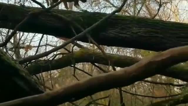 Tan dog walking on top of tree branch