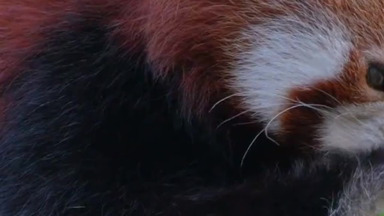 Red panda 🐼🐼