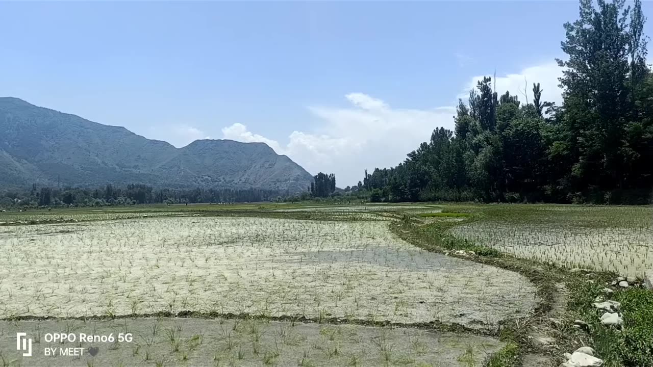 Beauty Of Kashmiri Fields❤️😍 #rumble #viral #trending #kashmir #fields