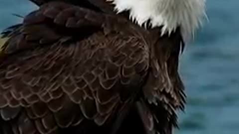 Angery eagle