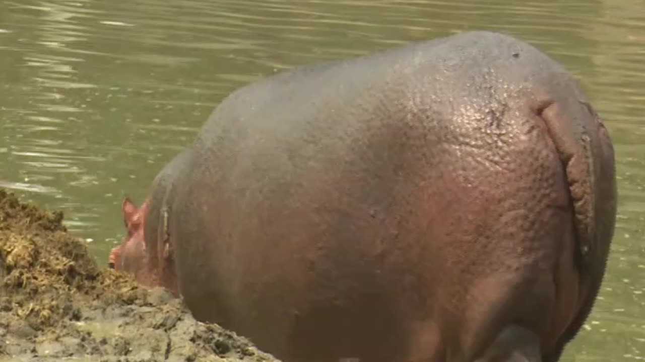 Hippopotamush