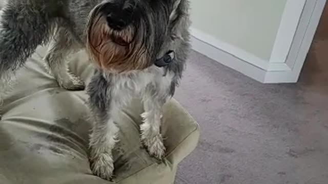 Fafner the Schnauzer Sings "Good Doggie"