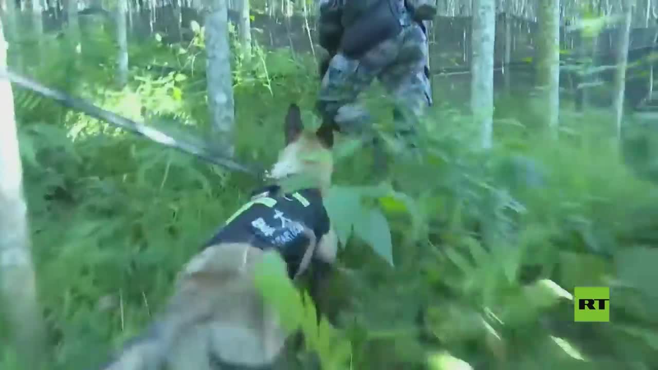 تدريب الكلاب العسكرية في الجيش الصيني / Military dog ​​training in the Chinese army