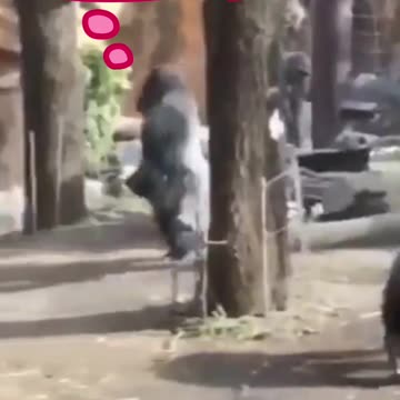 Gorilla Video - Let me show you something...