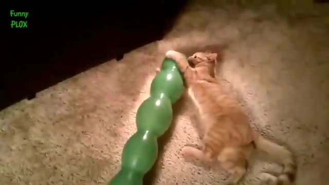 Funny Cats vs Balloons❤️❤️😂😂