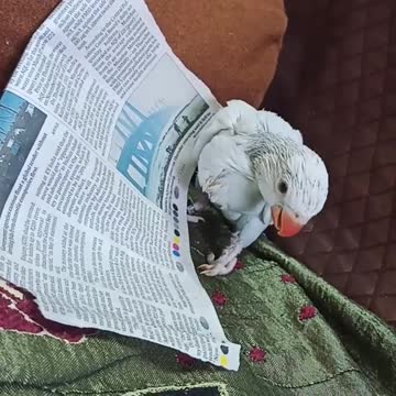 Baby parrot loves how good the newspaper tastes