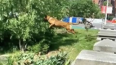 Jumping dog