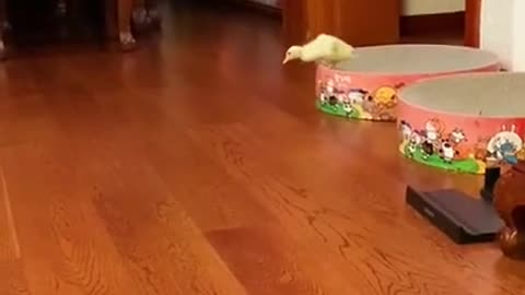 Funniest Cats Awesome Funny Pet Animals Videos 2021