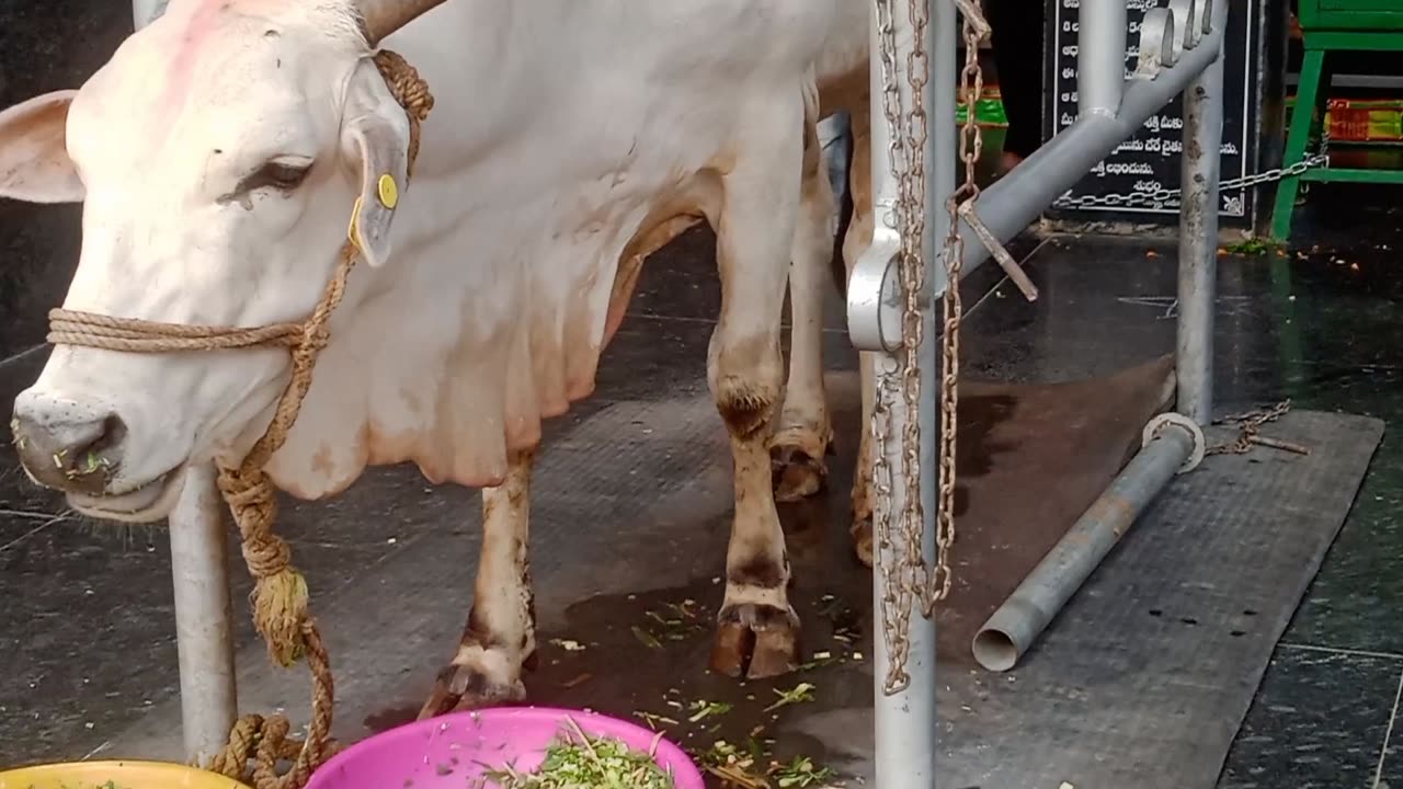 GOSALA Kanakadurga temple vijayawada