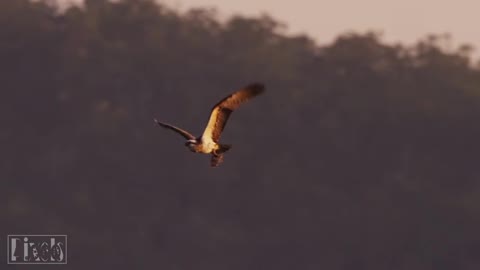 Nature With Animal Video || Relaxing Music with Beautiful