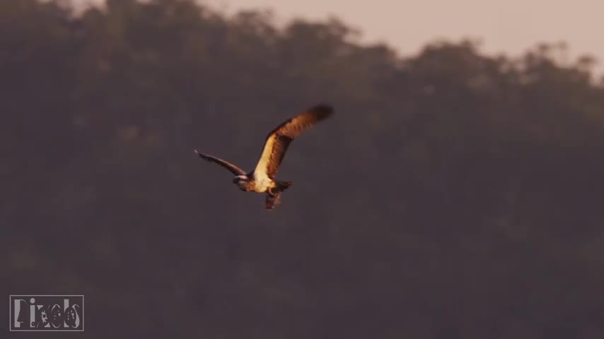 Nature With Animal Video || Relaxing Music with Beautiful
