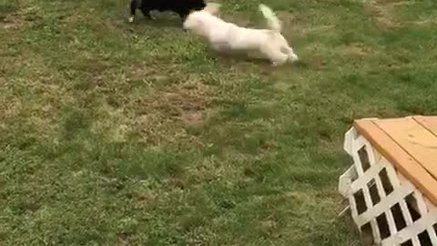 Dog running around in circles and chasing cat