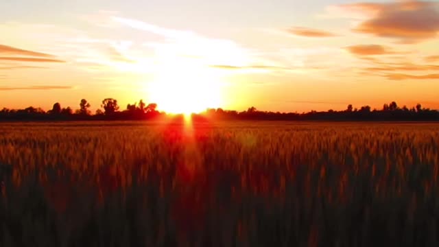 sunset on the meadow#shorts