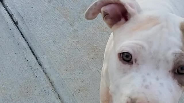 Goku the pitbull loves the pool and fruit