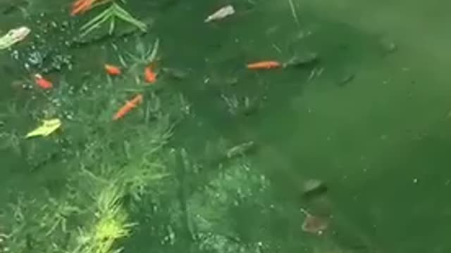 A pool of goldfish