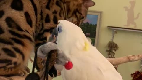 Cat Climbs Onto Perturbed Parrot's House