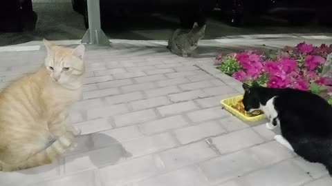 Homeless cat in Ras Al Khaimah UAE: RIHANNA & ED SHEERAN & MICHAEL JACKSON #cat #cats #pet #pets #4u