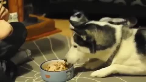 TODAY'S DINNER FRIED CHICKEN